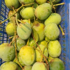 ২০ কেজি আম